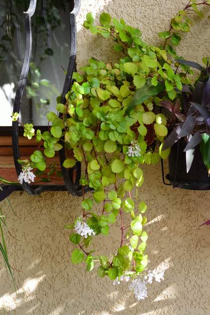 Plectranthus verticillatus