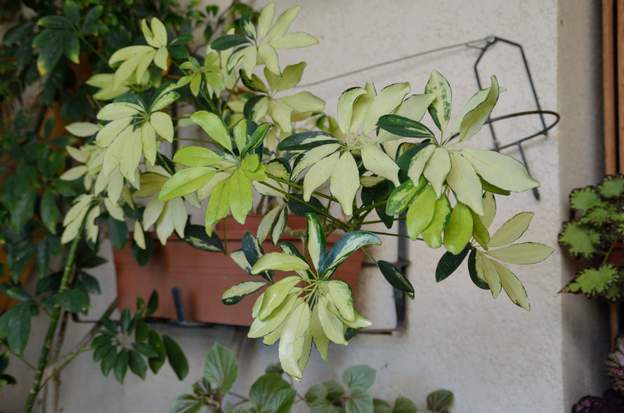 Schleffera variegata 2017 10 Un joli panaché. Sans doute moins vigoureux que la variété de base.