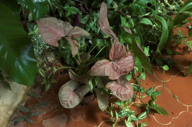 Syngonium podophyllum 2010 Il y en a des milliers, ils se ressemblent tous, donc difficile de dire qui est qui.