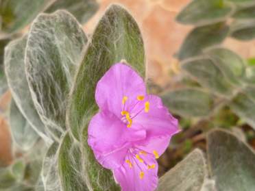 Plantes de serre froide