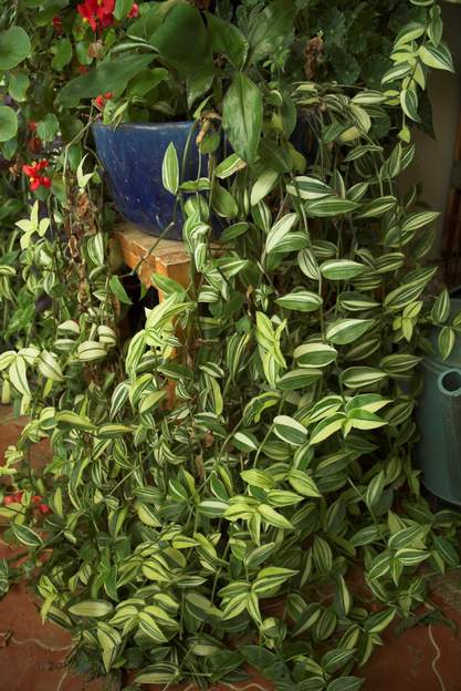 Tradescantia fluminensis 'Variegata' 2