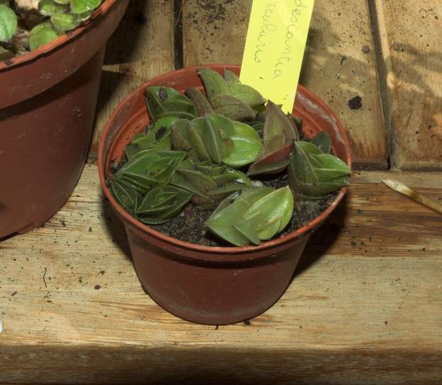 Tradescantia navicularis