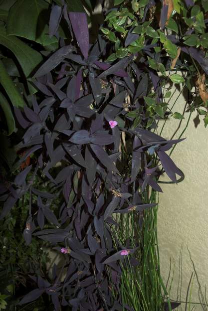 Tradescantia pallida 'Purple Heart' 1 Cette misère appartenait à un genre qui a été supprimé par les botanistes : Setcreasea