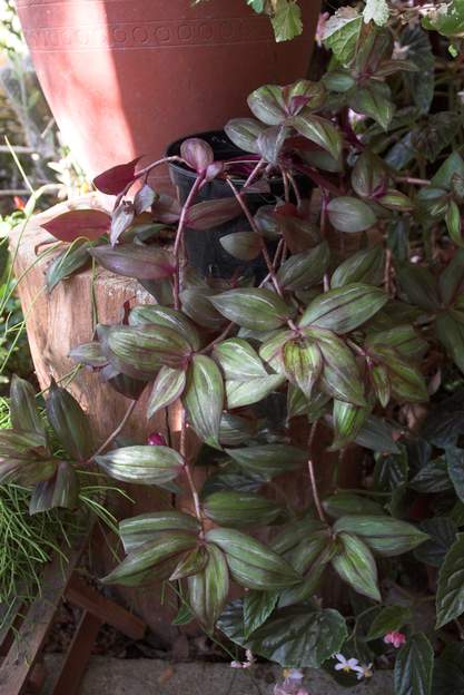 Zebrina pendula 'purpusii' 2 Quand elle manque de lumière, elle devient verte !