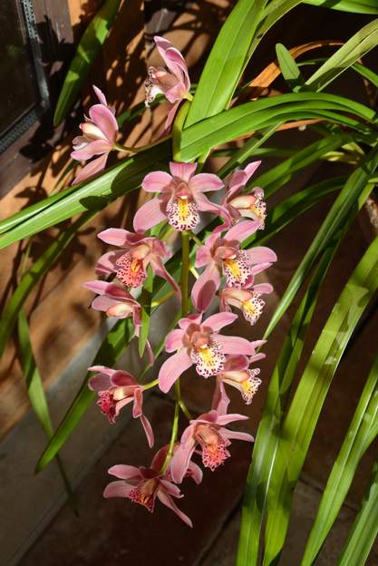 Cymbidium 1 Il y a 30 ans, c'étaient les seules orchidées que nous arrivions à faire refleurir, les autres dépassaient notre compétence.