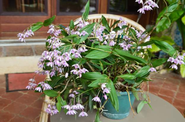 Dendrobium kengianum 2014 Une orchidée australienne, presque rustique ici, à petites fleurs, qui sentent bon !.