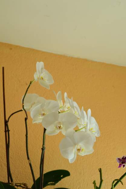 Phalaenopsis 3 (1)