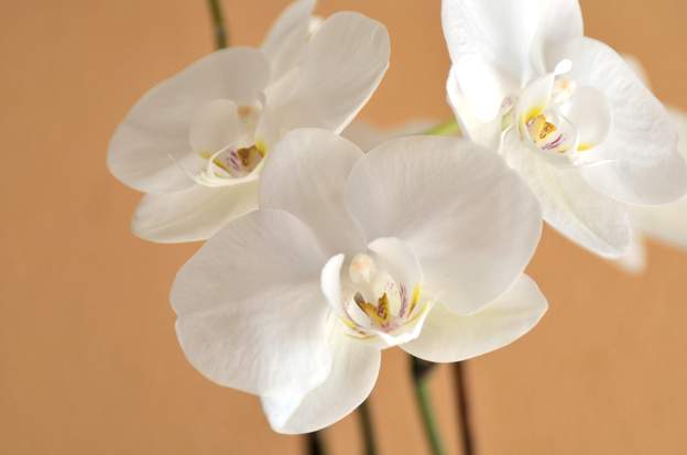 Phalaenopsis 3 (2)