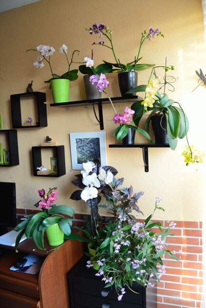orchidees 2014 Depuis qu'on a changé la porte, elles fleurissent bien mieux. Il y a surtout des Phalaenopsis et un dendrobium.