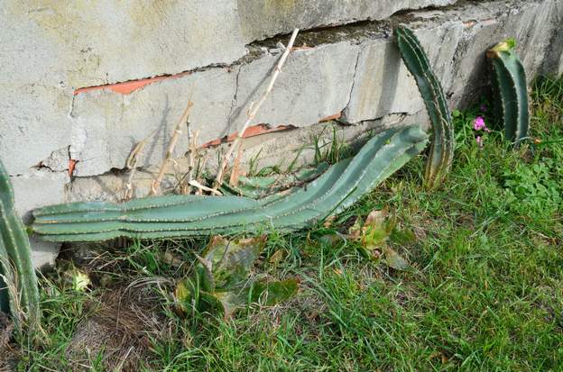 devant la terrasse sud 2020 11 Des bouts du cierge du Pérou Cereus peruvianus )que nous venons de tailler sont posés sur le sol, qu'ils se débrouillent ! On y a ajouté un Aloe striatula qui,...