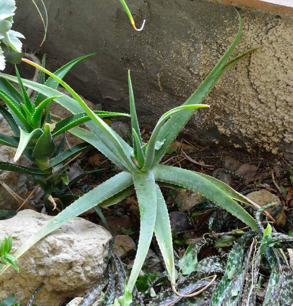 Aloe Arborescens 2020 11 Il prenait trop de place, arraché, replanté dehors, et un petit bout ici