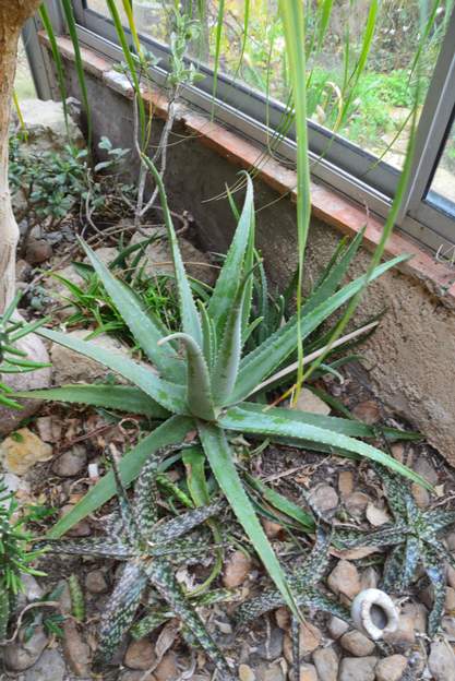 Aloe Arborescens 2023 11