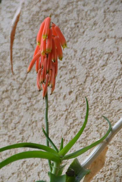 Aloe ciliaris 9901