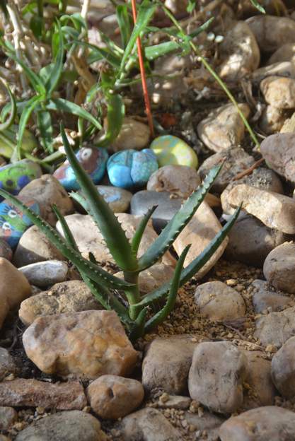 Aloe rupestris 2023 11 Un petit nouveau, planté sous le cierge du Pérou.