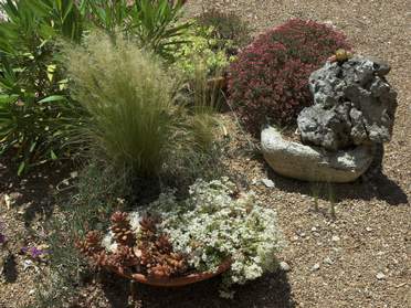 Plantes grasses