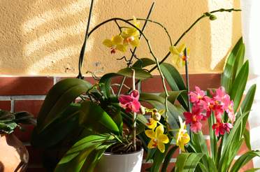 Les Orchidées Depuis une bonne vingtaine d'années, les orchidées sont de plus en plus faciles à cultiver et abordable financièrement....
