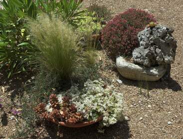 Plantes grasses Les cactées, les succulentes, enfin disons les plantes grasses en général.