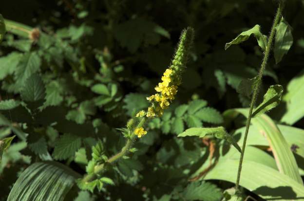 Agrimonia eupatoria L'aigremoine eupatoire, plante sauvage du coin, qui fleurit au début juillet. Fort jolie dans les massifs.