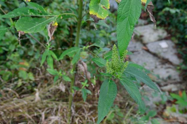 ambrosia trifida (1) Cette plante est une invasive, sans doute en provenance du champs du voisin (par l'intermédiaire d'un sac de graines de tournesol). On l'arrache.