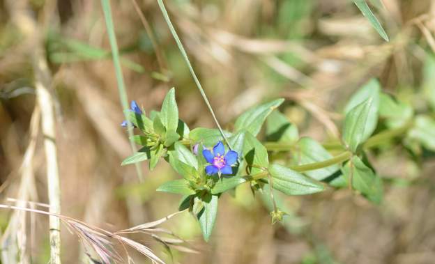 anagallis arvensis foemina