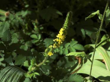 Plantes spontanées