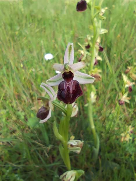 ophrys exaltata subsp.marzuola (5)