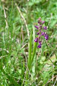 Les orchidées qui fleurissent spontanément Quelques unes des orchidées qui fleurissent spontanément dans le jardin. on les laisse soigneusement en passant la...