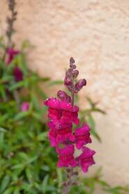 Les Vivaces Nous avons mis là les vivaces non classées par famille, qu'elles soient recherchées pour leurs fleurs, ce qui est le...