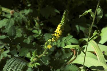 Plantes spontanées Les plantes, pour la plupart vivaces mais pas toutes, qui poussent spontanément dans le coin.