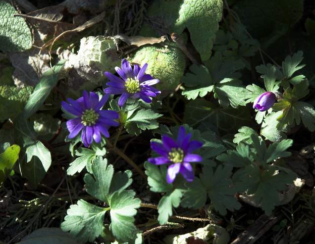 Anemona blanda la première des anémones, elle fleurit en sous-bois.