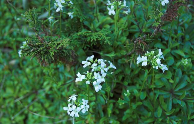 Arabis Encore un couvre-sol. très bien au pied des conifères de rocaille.