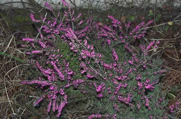 Bruyere Erica darleyensis est la seule qui suporte bien le calcaire... On en a de toutes couleurs, en général un peu à l'ombre, ce qui ne facilite pas mon travail.