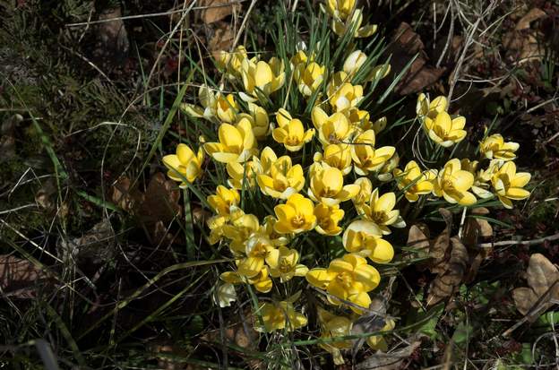 Crocus 1 Février : les crocus, nombreux sont en pleine floraison. C'est l'annonce du printemps, mais le gel peut toujours venir, et la neige aussi !