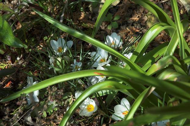 Crocus 3