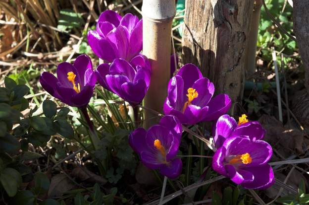 Crocus 6 ceux-ci, au pied d'un arbuste, sont un peu plus tardifs que leurs copains