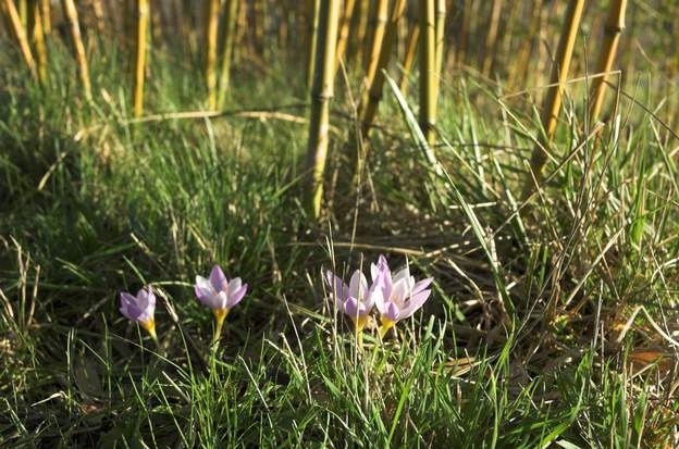 Crocus 7 les crocus fleurisssent dans les bambous