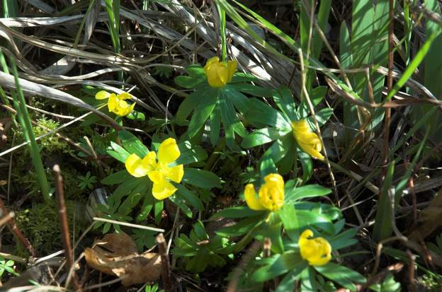 Eranthis Hyemalis