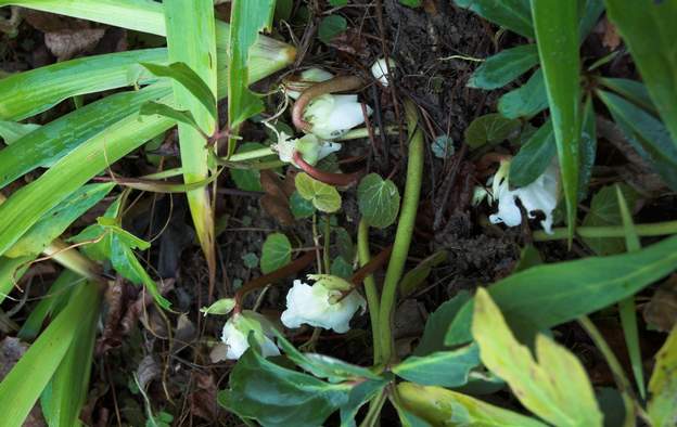 Hellebore niger