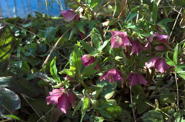 Hellebore orientalis