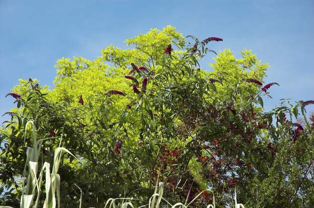 buddleia fevier fin juin, ce buddfleia aux fleurs foncées ressort particulièrement bien sur ce fond.