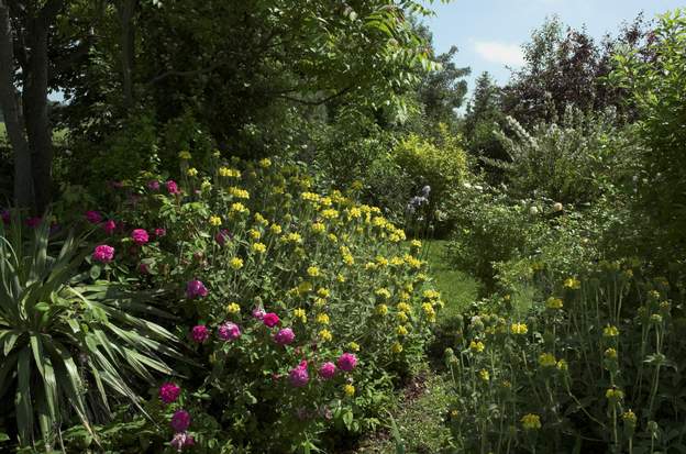 nord ouest Climat typique du mois de mai. Les grand phlomis arbustifs taillés tous les ans forment une sphère dorée qu'envahissent les tiges tout aussi bigoureuses du...