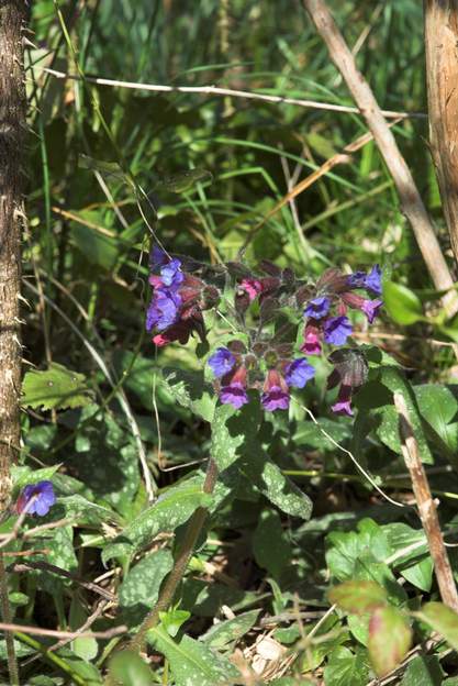 Pulmonaire Très joli avec ses fleurs de deux couleurs.