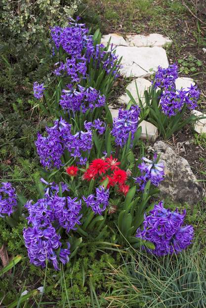 Jacinthes et anémones Les différentes anémones et les jacynthe fleurissent exactement en même temps. Ici l'anémone anulata .