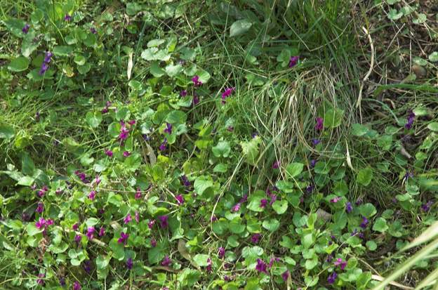 Violettes aussi Elles sont plutôt rose.