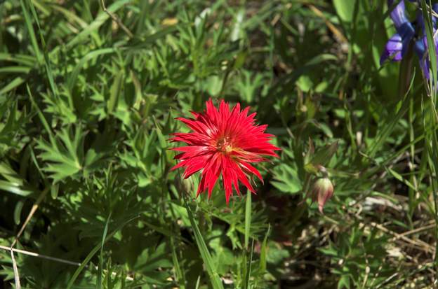 l'Anémone coronaria Nous avons beaucoup d'anémones différentes, elles aiment bien notre terrain.