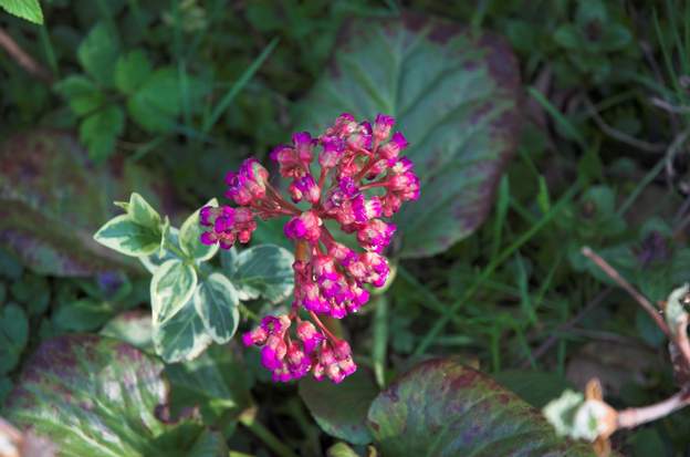 Bergenia Floraison en mars.