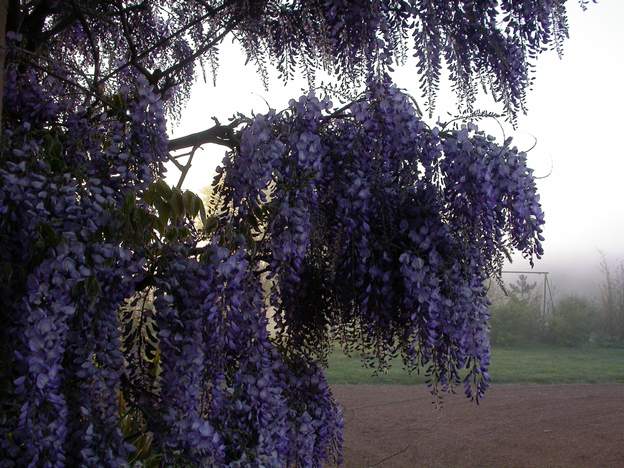 Glycine et brume matinale Avril au matin.