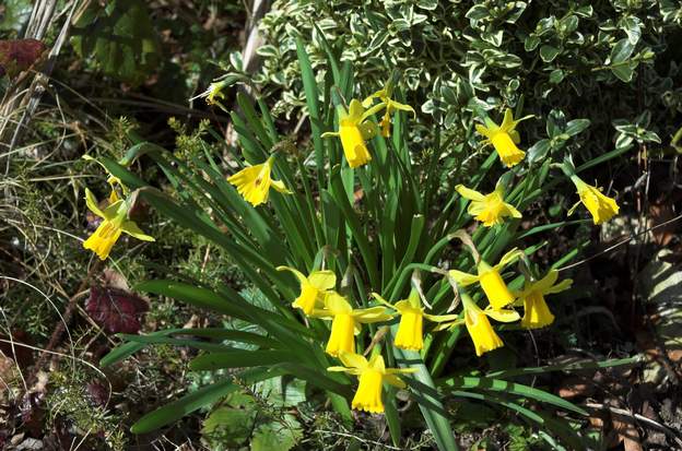 Jonquille 1 les jonquilles naines sont en pleine forme