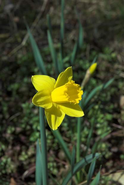 Jonquille 2 Arrivent alors les jonquilles plus habituelles