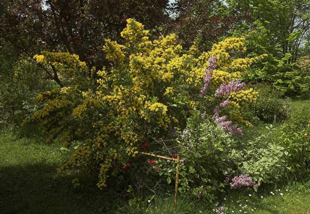 genet et lilas fin avril : un mélange un peu détonnant ! Syringa mayerii 'Superba' devant Genista 'Porlock' avec Cornus alba 'Ivory Halo' et Chaenomeles superba 'Nicoline'...